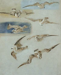 Study of Seagulls